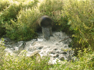Река в Наро-Фоминском районе стала причиной массовых заболеваний